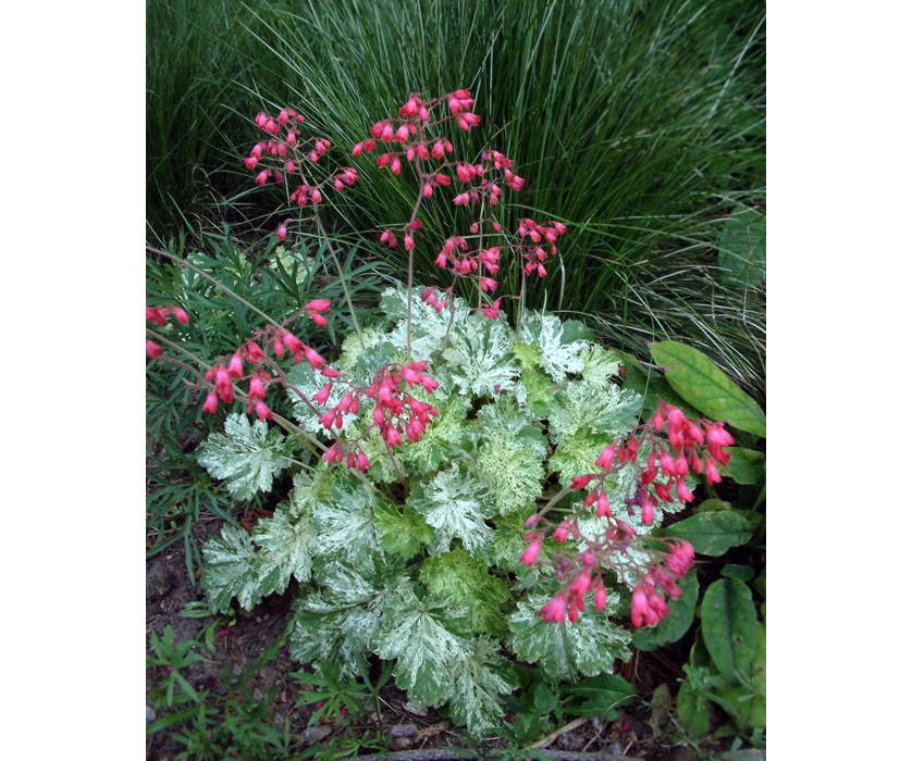Snow Angel Coral Bells